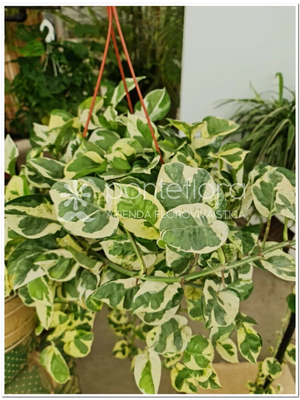 Epipremnum pinnatum N'Joy - Azienda Florovivaistica Ponteflora Di Pisapia Antonio