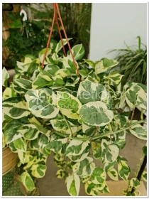 Epipremnum pinnatum N'Joy - Azienda Florovivaistica Ponteflora Di Pisapia Antonio