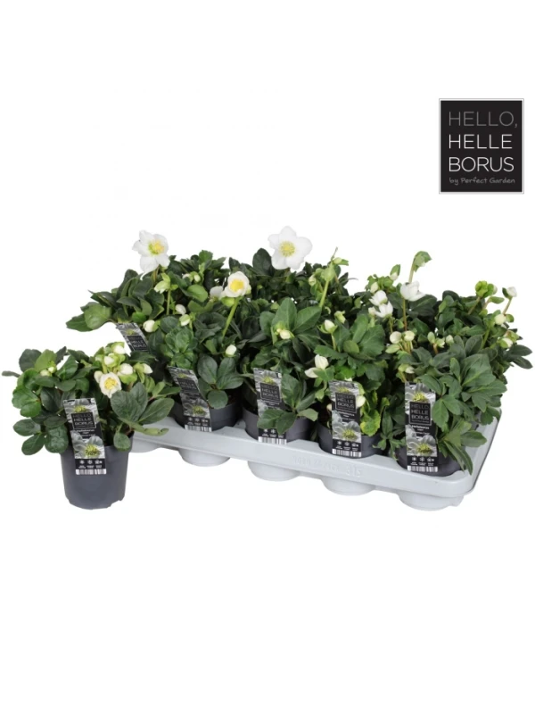 Helleborus nig. Christmas Carol elleboro - Naturarbor Efloriculture 02 Tester