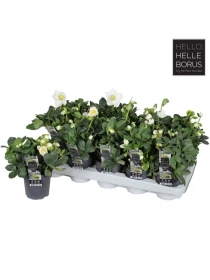 Helleborus nig. Christmas Carol elleboro - Naturarbor Efloriculture 02 Tester