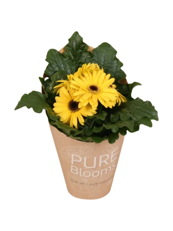 Gerbera flori line yellow V. 12 cm H. 15 cm - Efloriculture 01 Tester