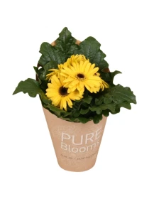 Gerbera flori line yellow V. 12 cm H. 15 cm - Efloriculture 01 Tester