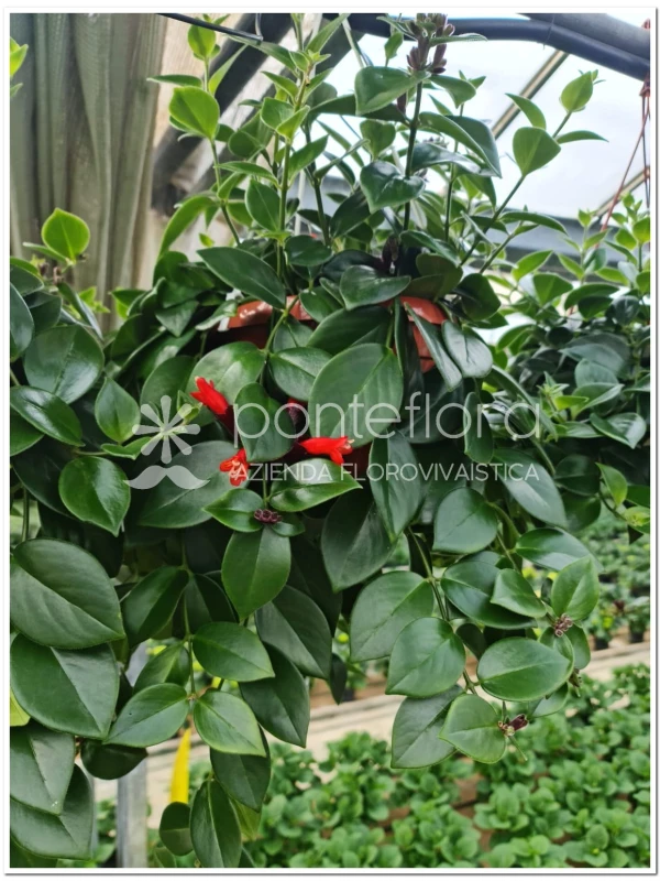 Aeschynanthus 'Mona Lisa' - Azienda Florovivaistica Ponteflora Di Pisapia Antonio