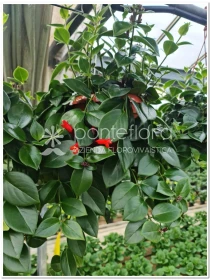 Aeschynanthus 'Mona Lisa' - Azienda Florovivaistica Ponteflora Di Pisapia Antonio