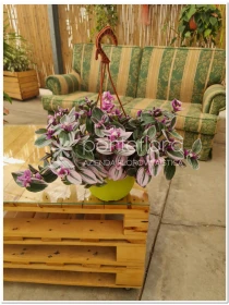 Tradescantia Nanouk - Azienda Florovivaistica Ponteflora Di Pisapia Antonio