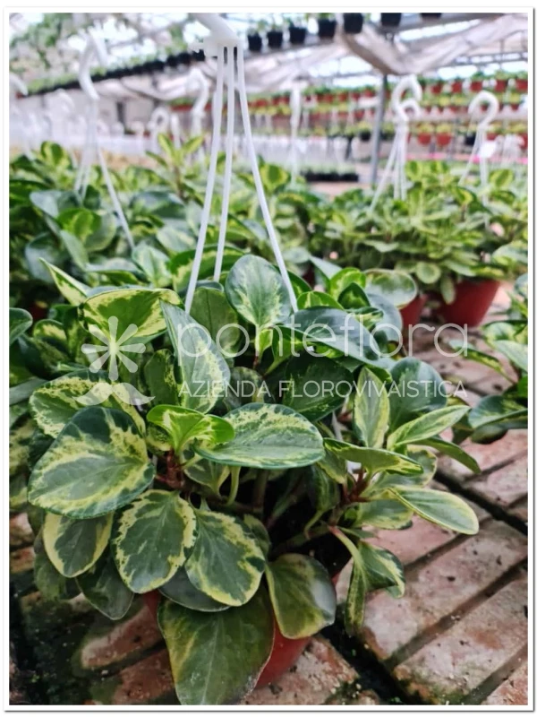 Pepepromia Obtusifolia - Azienda Florovivaistica Ponteflora Di Pisapia Antonio