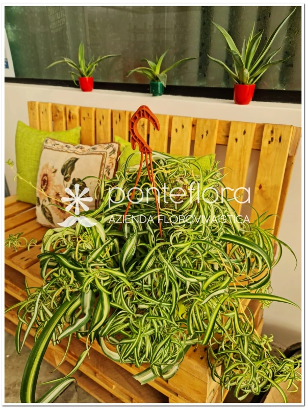 Chlorophytum Bonnie - Azienda Florovivaistica Ponteflora Di Pisapia Antonio