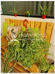 Chlorophytum Bonnie - Azienda Florovivaistica Ponteflora Di Pisapia Antonio