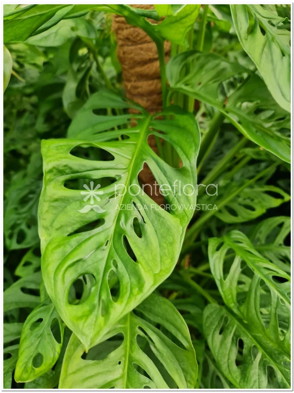 Monstera Obliqua - Azienda Florovivaistica Ponteflora Di Pisapia Antonio