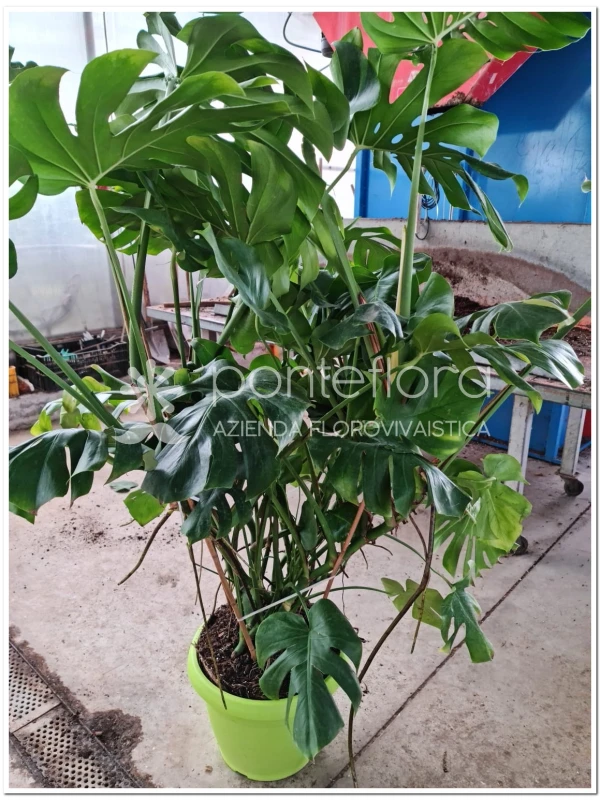 Monstera Deliciosa - Azienda Florovivaistica Ponteflora Di Pisapia Antonio