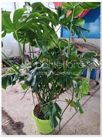 Monstera Deliciosa - Azienda Florovivaistica Ponteflora Di Pisapia Antonio