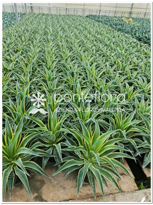AGAVE Desmettiana - Azienda Florovivaistica Ponteflora Di Pisapia Antonio