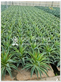 AGAVE Desmettiana - Azienda Florovivaistica Ponteflora Di Pisapia Antonio