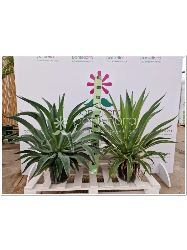 AGAVE Desmettiana - Azienda Florovivaistica Ponteflora Di Pisapia Antonio