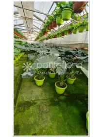 Alocasia Royal - Azienda Florovivaistica Ponteflora Di Pisapia Antonio