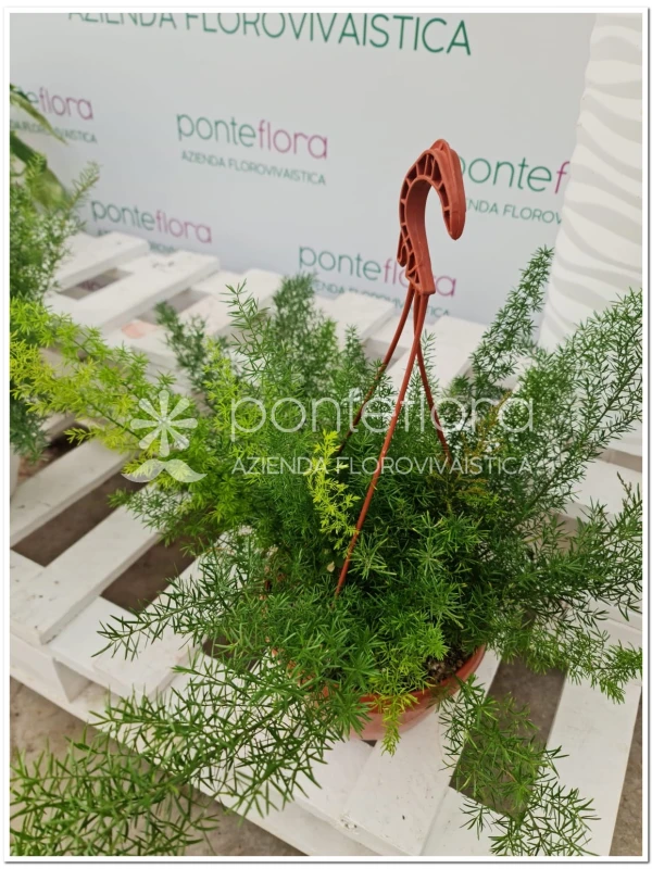 Asparagus Myers - Azienda Florovivaistica Ponteflora Di Pisapia Antonio