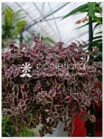 Crassula marginalis - Azienda Florovivaistica Ponteflora Di Pisapia Antonio