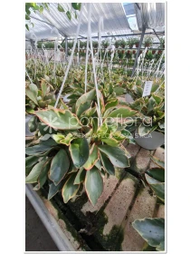 Peperomia Clusifolia Ginny - Azienda Florovivaistica Ponteflora Di Pisapia Antonio