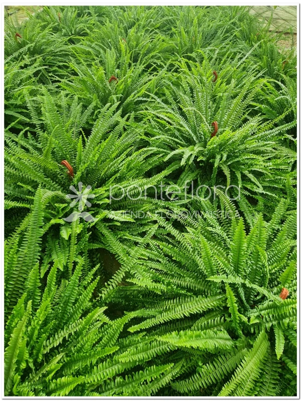 Nephrolepis Green Moment - Azienda Florovivaistica Ponteflora Di Pisapia Antonio